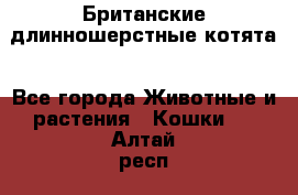 Британские длинношерстные котята - Все города Животные и растения » Кошки   . Алтай респ.